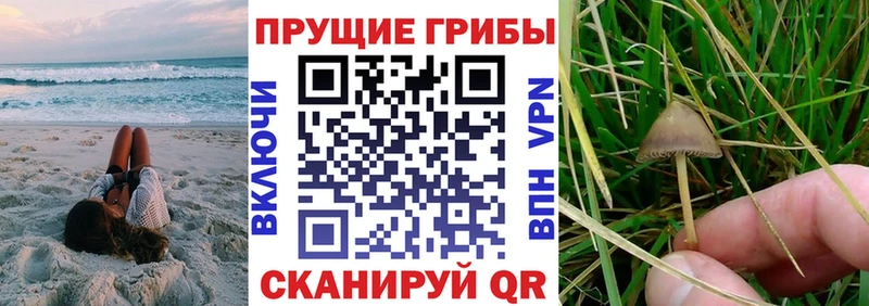 цены Орск Псилоцибиновые грибы мицелий